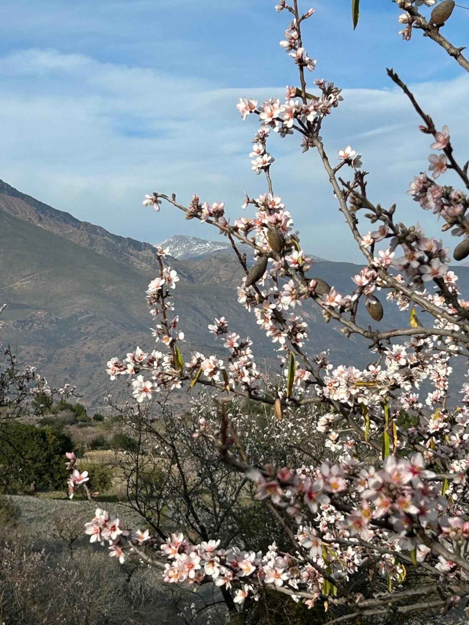 Cortijo Vacas Gordas B&B Castell de Ferro Eksteriør billede